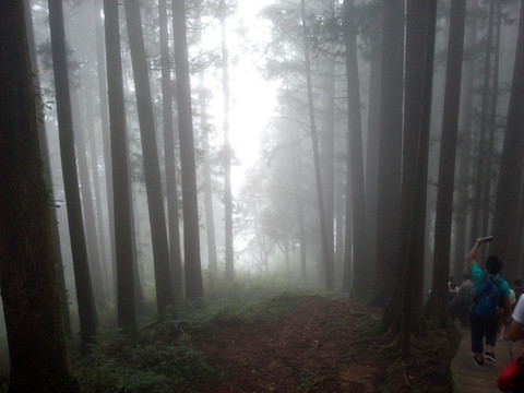 晨光 丛林 素材 风景 森林