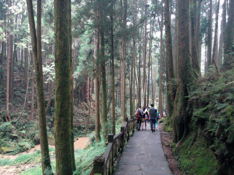 晨光 丛林 素材 风景 森林