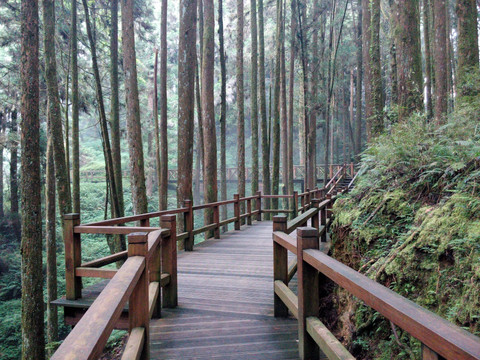 晨光 丛林 素材 风景 森林