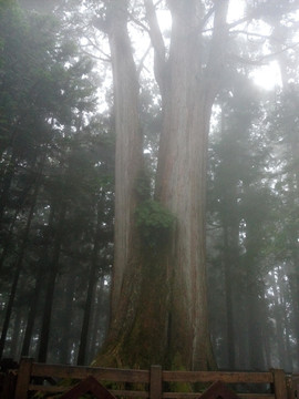 晨光 丛林 素材 风景 森林