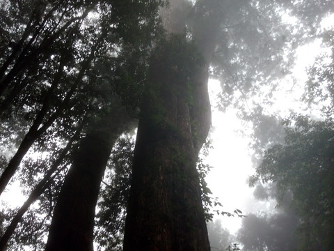 丛林 素材 风景 森林 树林