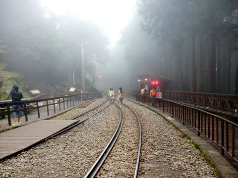 树林 铁路 雾