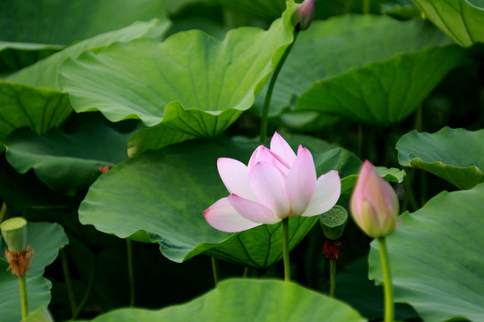 荷花莲花