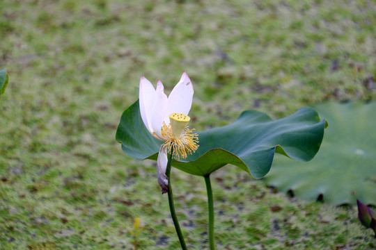 荷花莲花