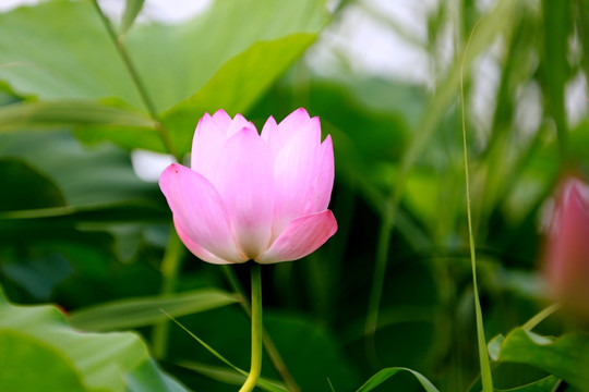 荷花莲花