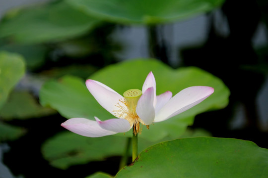 荷花莲花