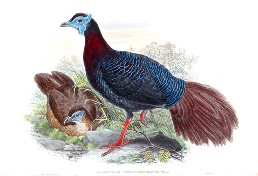 花鳥裝飾畫（合層）