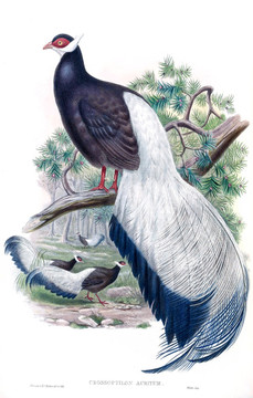 花鳥裝飾畫（合層）