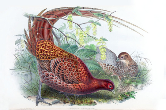 花鳥裝飾畫（合層）