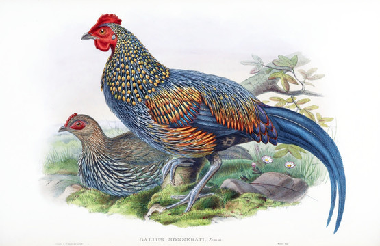 花鳥裝飾畫（合層）