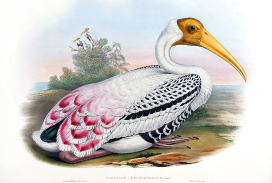 花鳥(niǎo)裝飾畫(huà)（合層）