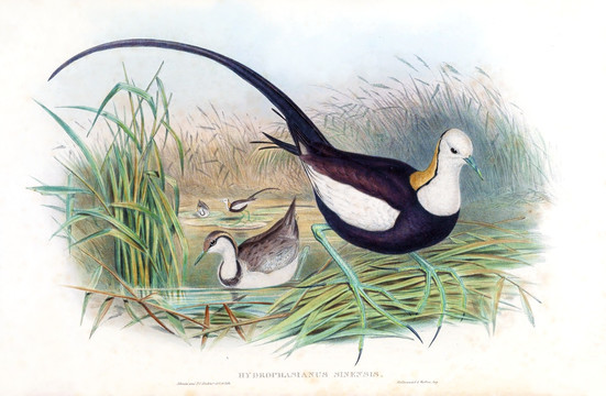 花鳥(niǎo)裝飾畫(huà)（合層）
