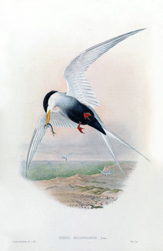 花鳥(niǎo)裝飾畫(huà)（合層）