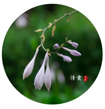 玉簪花