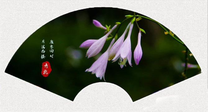 玉簪花
