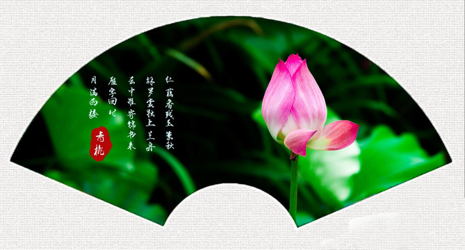 荷花
