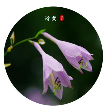 玉簪花