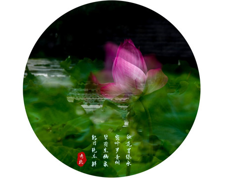 荷花多重曝光