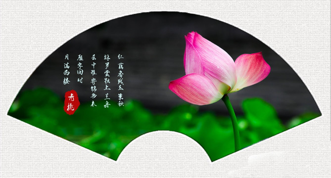 荷花