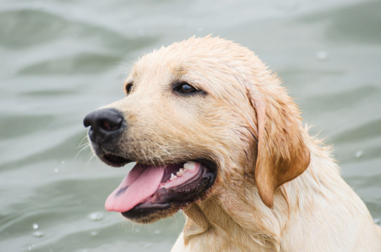 拉布拉多犬 寻回猎犬