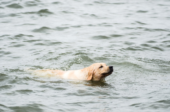 拉布拉多犬 寻回猎犬