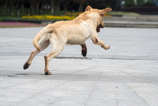 拉布拉多寻回猎犬 宠物摄影