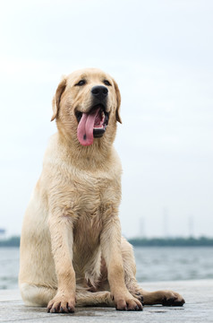 拉布拉多犬 寻回猎犬 坐着