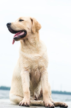 坐着的拉布拉多犬 寻回猎犬