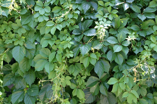 爬山虎 爬墻虎 植物 藤條