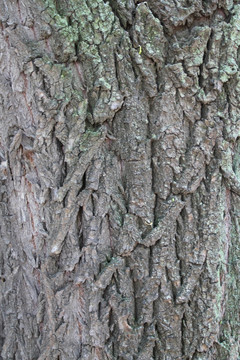树皮 纹理 树木 肌理 树干