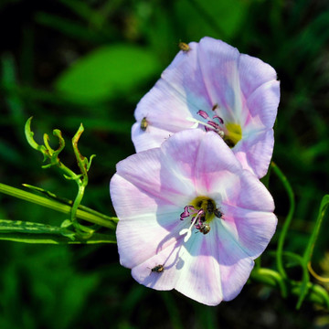 牵牛花