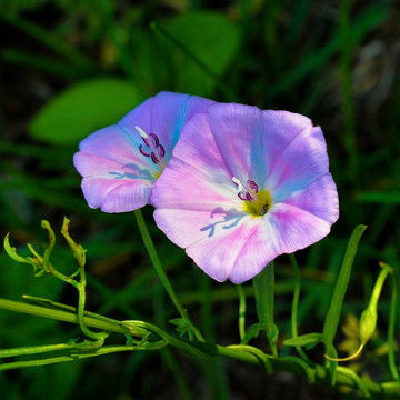 牵牛花