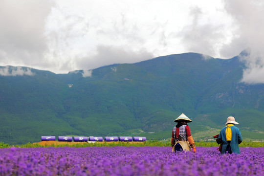 丽江 薰衣草