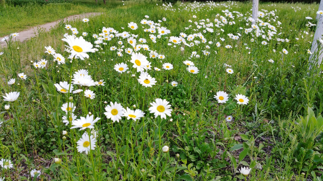 草地上的白色野花花丛