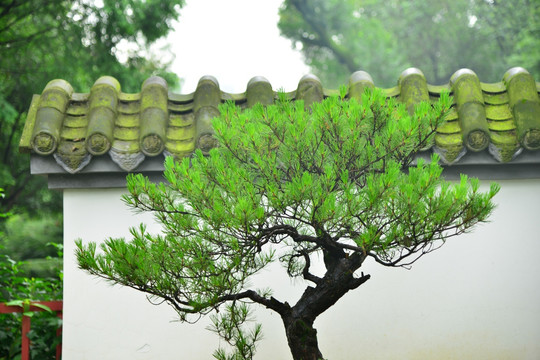 川派盆景