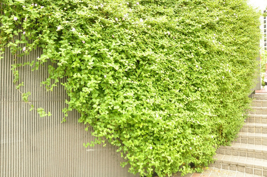 城市一角 綠藤