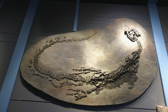 恐龙化石 短吻贫齿龙