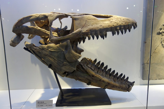 恐龙化石 头骨 前口齿龙