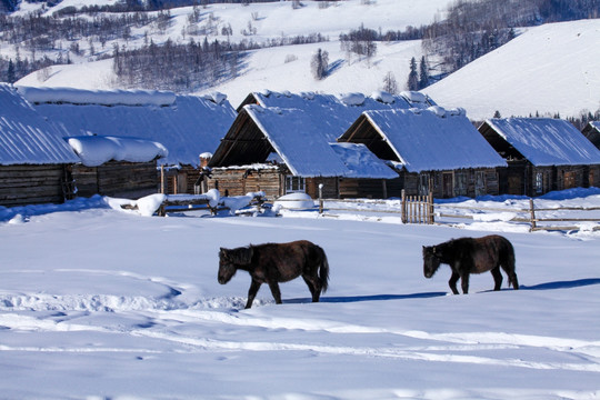 喀纳斯 阿勒泰山区 禾木雪景