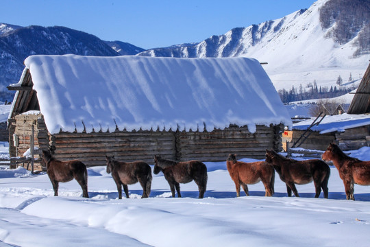 喀纳斯阿勒泰山区禾木雪景