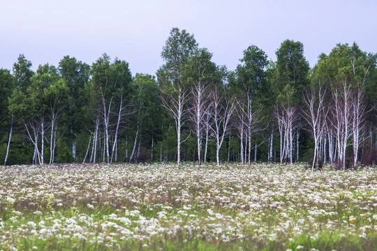 湿地 野花 白桦树