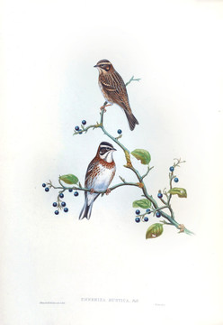 花鳥裝飾畫（合層）