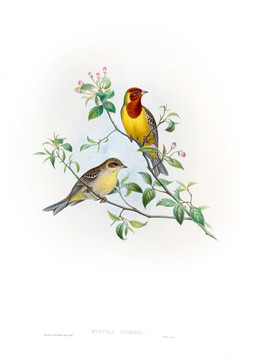 花鳥裝飾畫（合層）