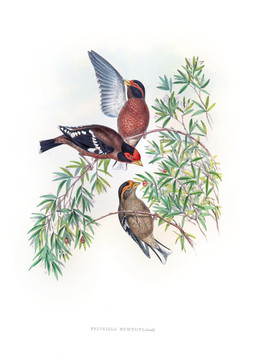 花鳥裝飾畫（合層）