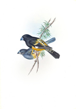 花鳥裝飾畫（合層）