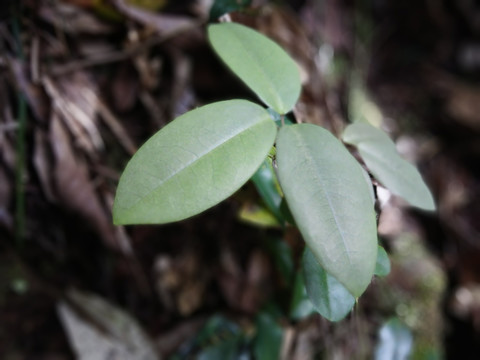 森林氧吧绿色植物