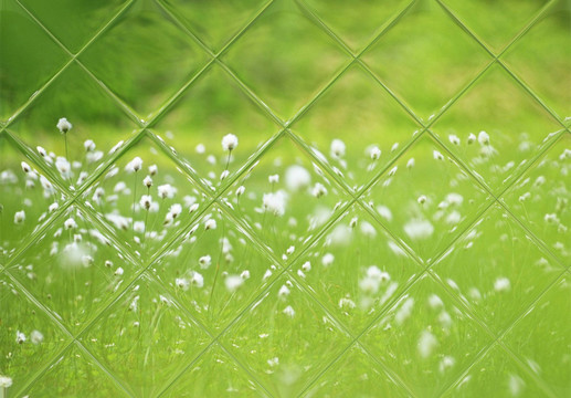 墻紙貼紙花草