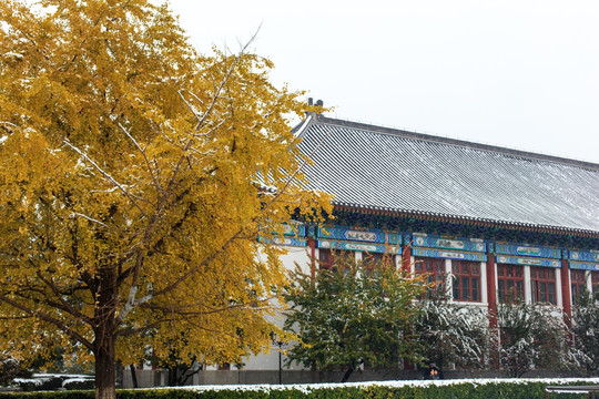北京大学校园秋色银杏树办公楼