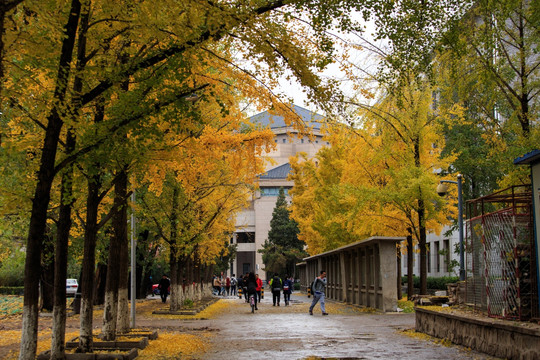 北京大学校园秋色银杏树林荫道