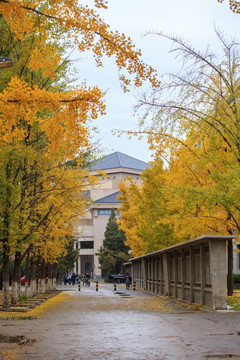 北京大学校园秋色银杏树林荫道